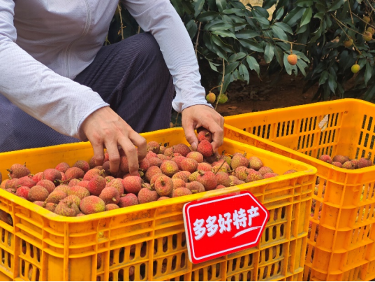 拼多多發布Q1財報，趙佳臻：“千億扶持”只動真格，要為中小商家托底
